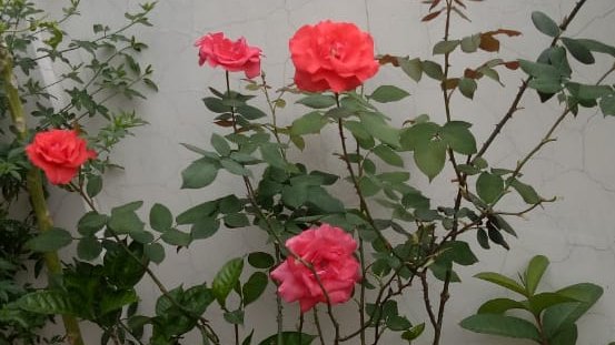 Heena_MAHAJAN1's tweet photo. #KnowNature
Beautiful #blooming #Flowers Red Pink and white clicked by my dad #lockdownindia
#BeautifulJammu
@incredibleindia https://t.co/bHv8HItDFF