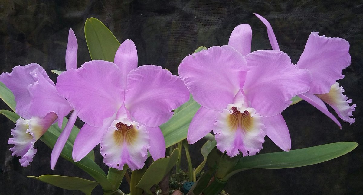 orqValedaPrata's tweet photo. Cattleya labiata is a species that, in late summer and early autumn, exhibits its exuberant flowering. Species considered "Rainha do Sertão". #labiata #orchids #flower https://t.co/j7hePZ9b0g