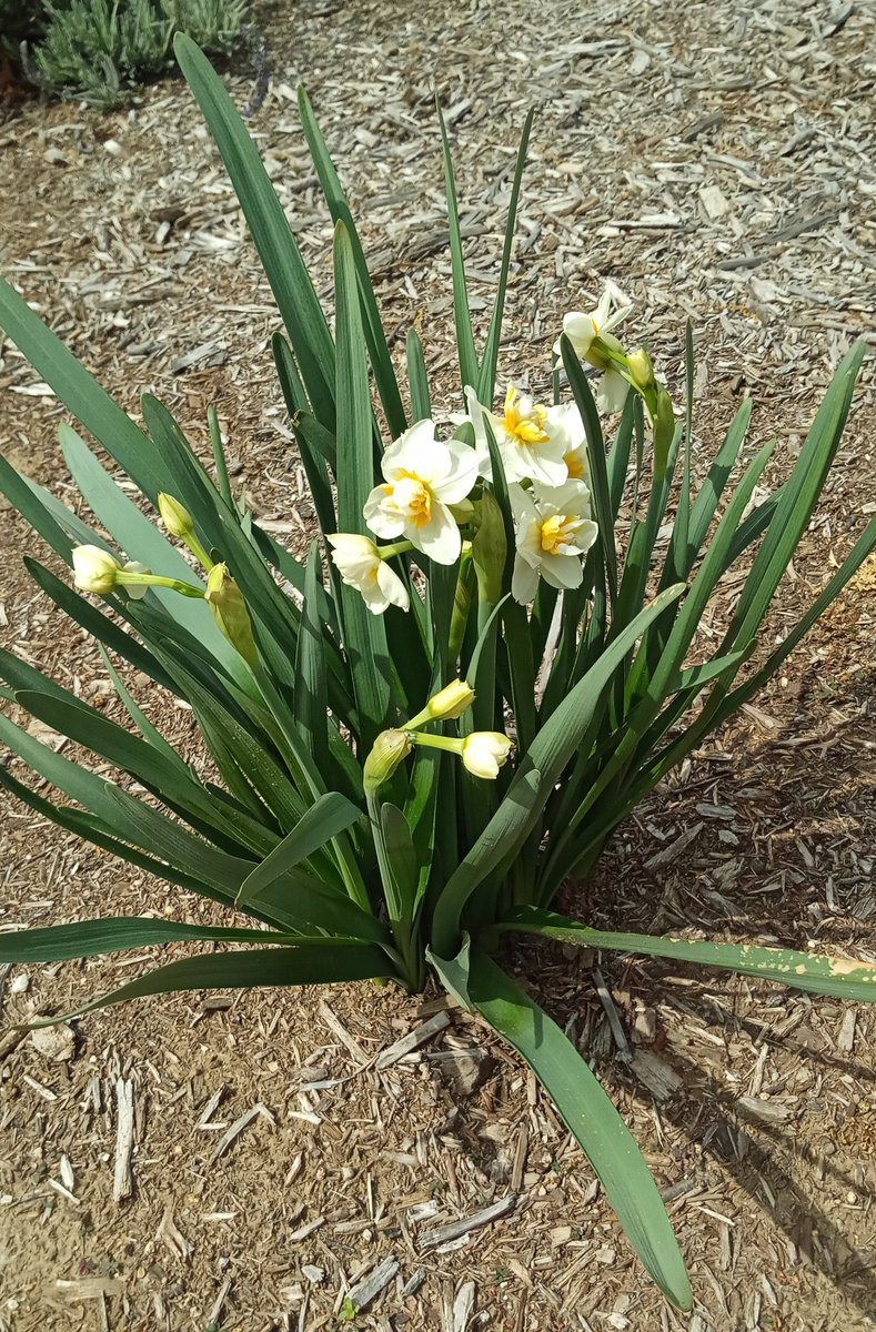 Writermagik's tweet photo. Daffodils doing their thing.  #wearyourfacemask #BeSafeEveryone #natureishealing https://t.co/ZZ3fgf3dJ8