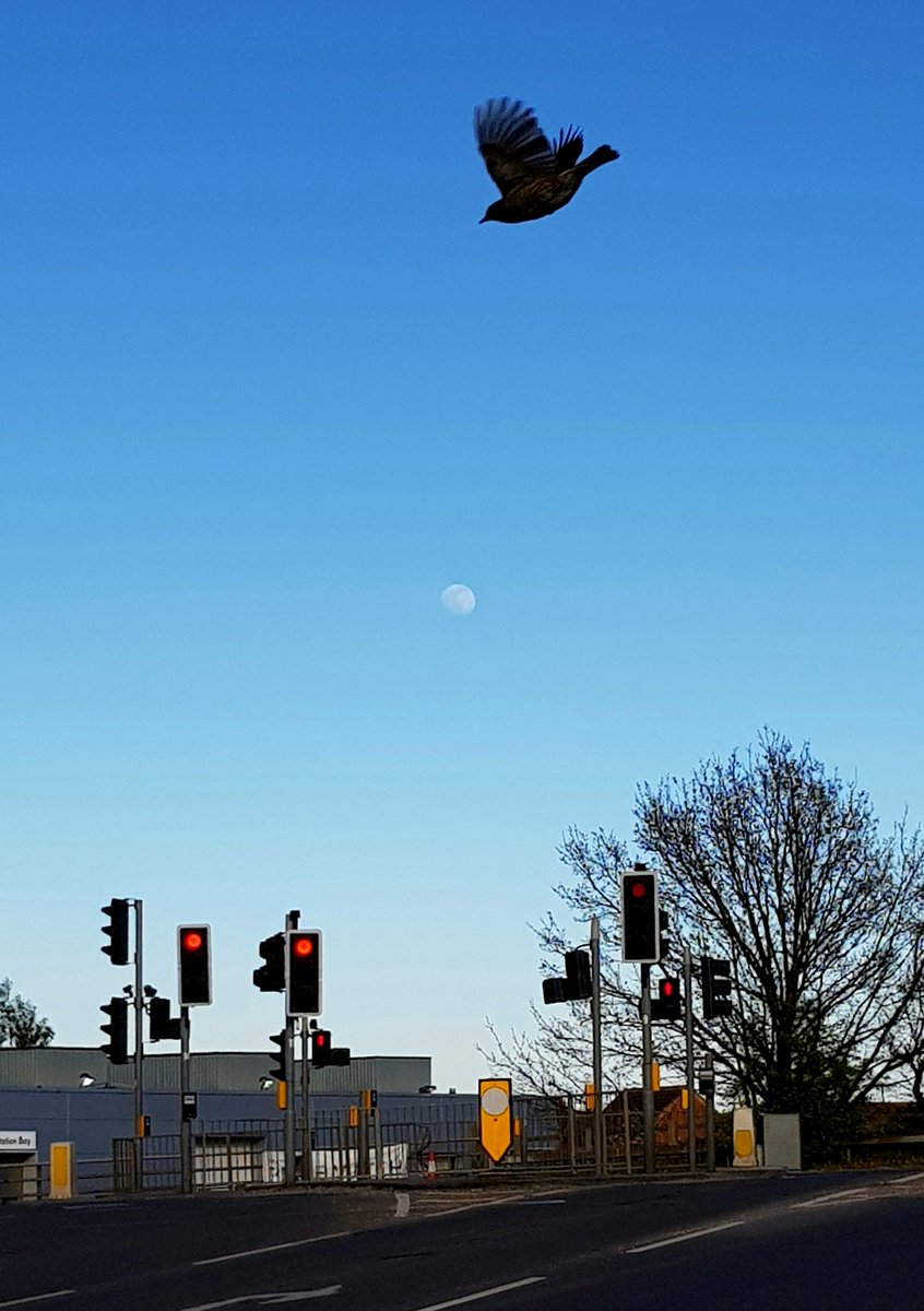 DawnSunrise1's tweet photo. Stop! Moon! Pigeon!
#ThePhotoHour 
#moonwatch
#moonspotting https://t.co/O0tnUF2siF