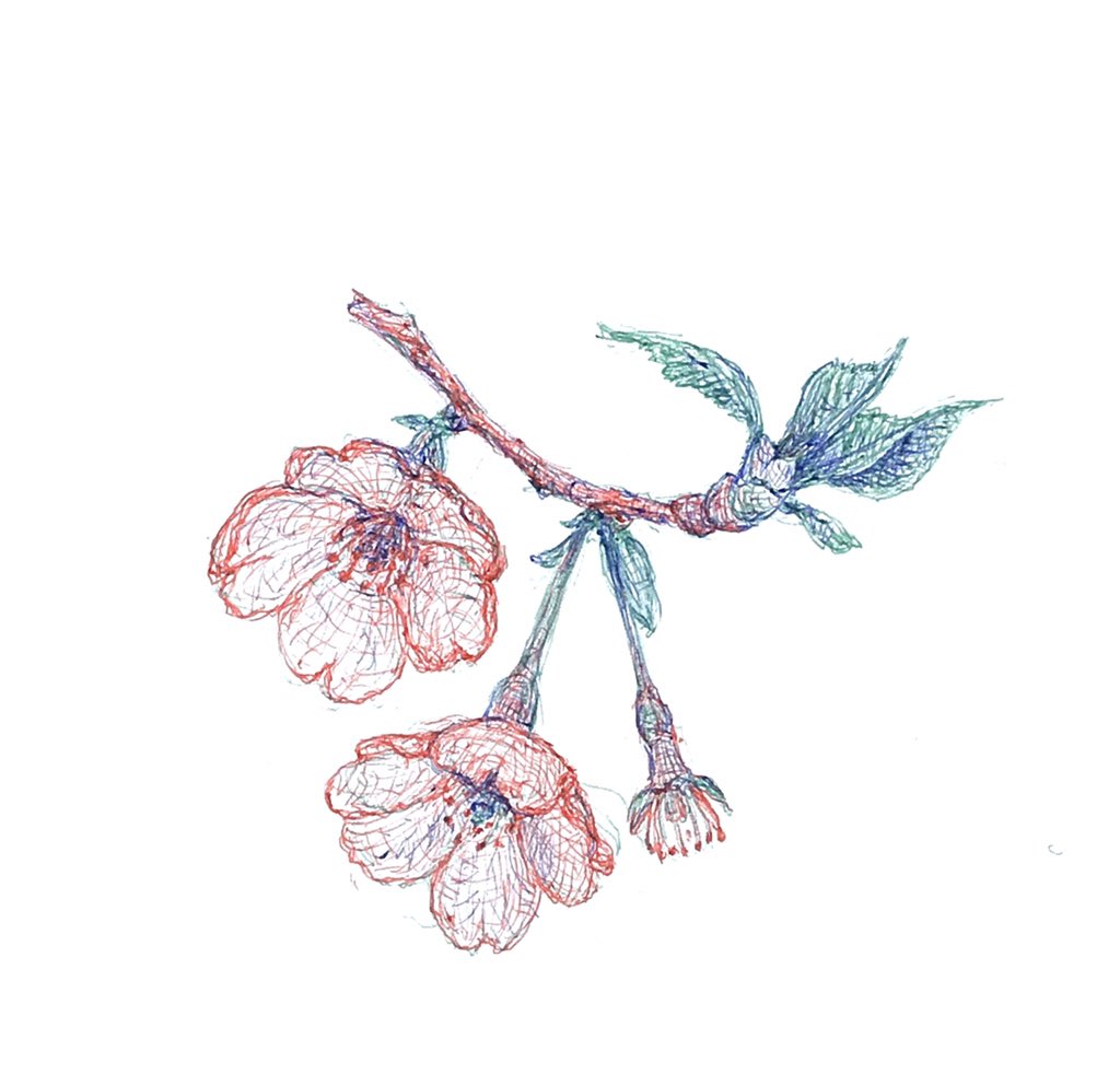 きっこう A Twitter 葉桜 1日1絵 イラスト Illustrations ボールペン画 3色 アナログ絵 Doodle 落書き Drawing さくら 花見 葉桜