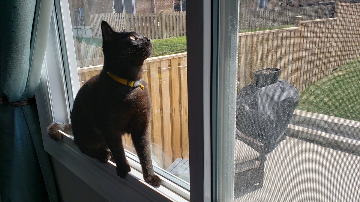 My #stayhome contribution. My skinny little hotdog of a kitten "Bagheera" sunbathing in the very thin windowsill. <a href="/nelsonhdsb/">Nelson High School</a>