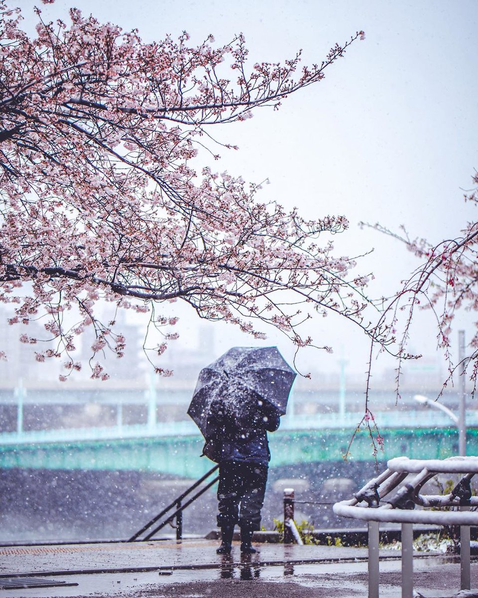 AestheticsJapan's tweet photo. Snow in Sakura Season
by https://t.co/E2M4K9Rnb0 https://t.co/gTT1ZWlsUJ