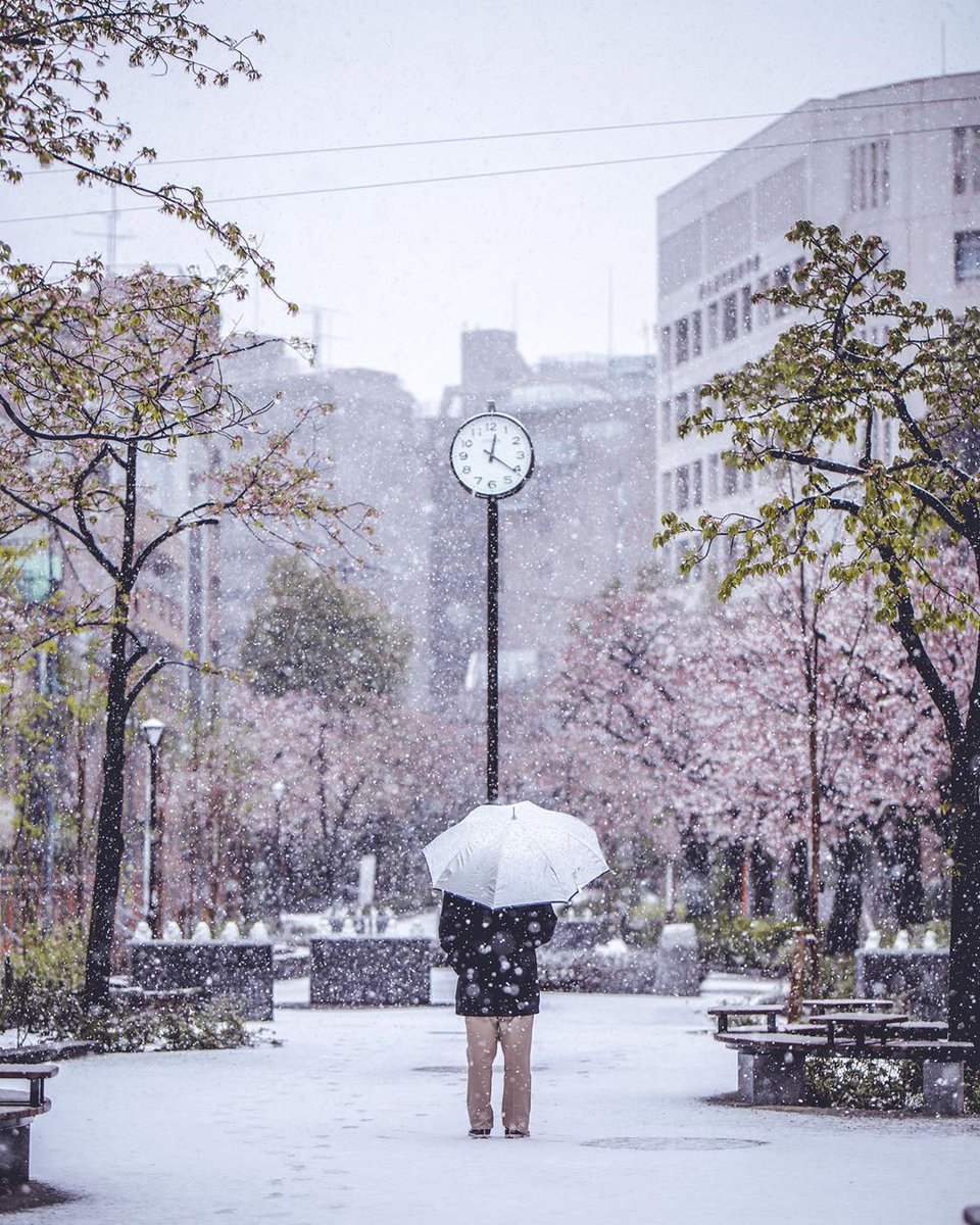 AestheticsJapan's tweet photo. Snow in Sakura Season
by https://t.co/E2M4K9Rnb0 https://t.co/gTT1ZWlsUJ