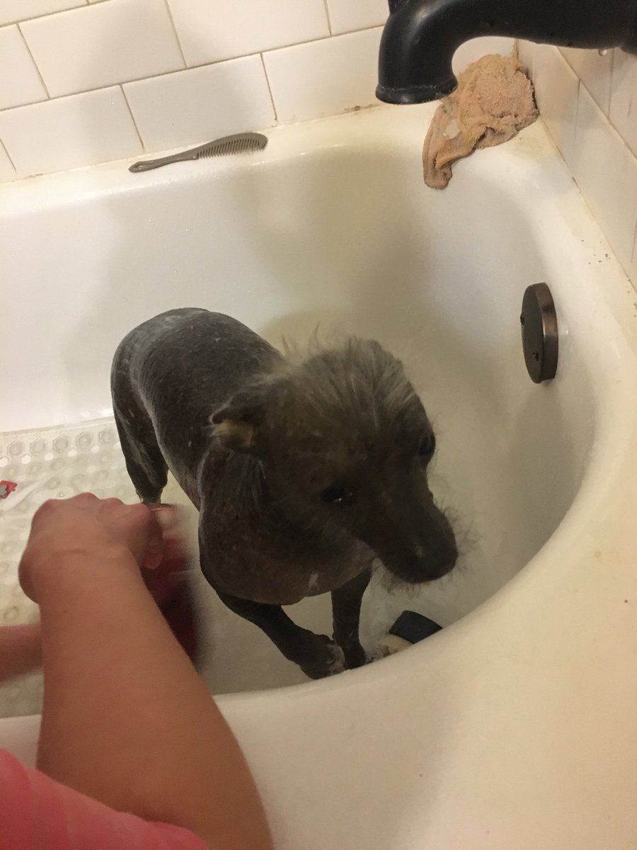 WhyIHatemyGFdog's tweet photo. I only sort of feel bad for him https://t.co/yHfjo0GJMp