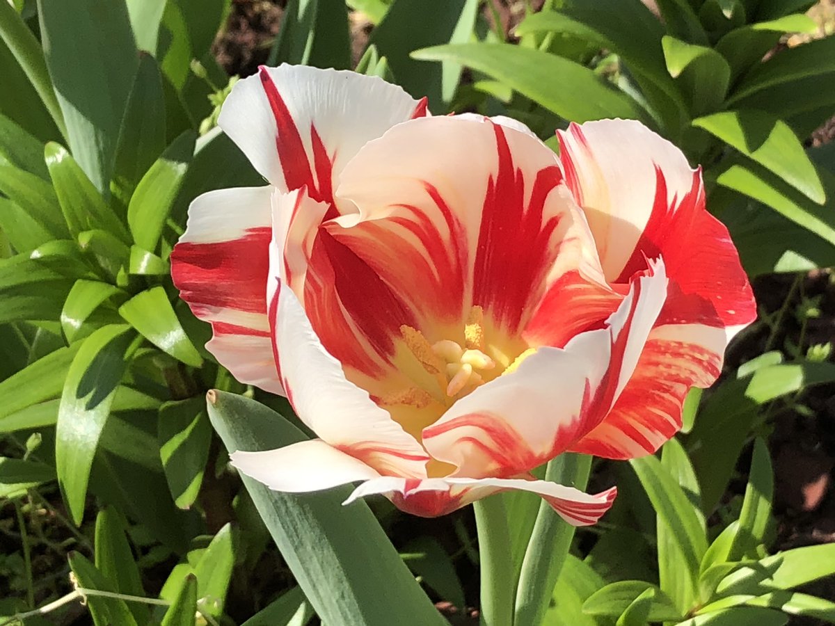 OreotheP's tweet photo. Let’s make this happen!  Show me your pretty flowers!!!  #HaveaGreatDay #flower #Spring https://t.co/8GGgmtrgPu