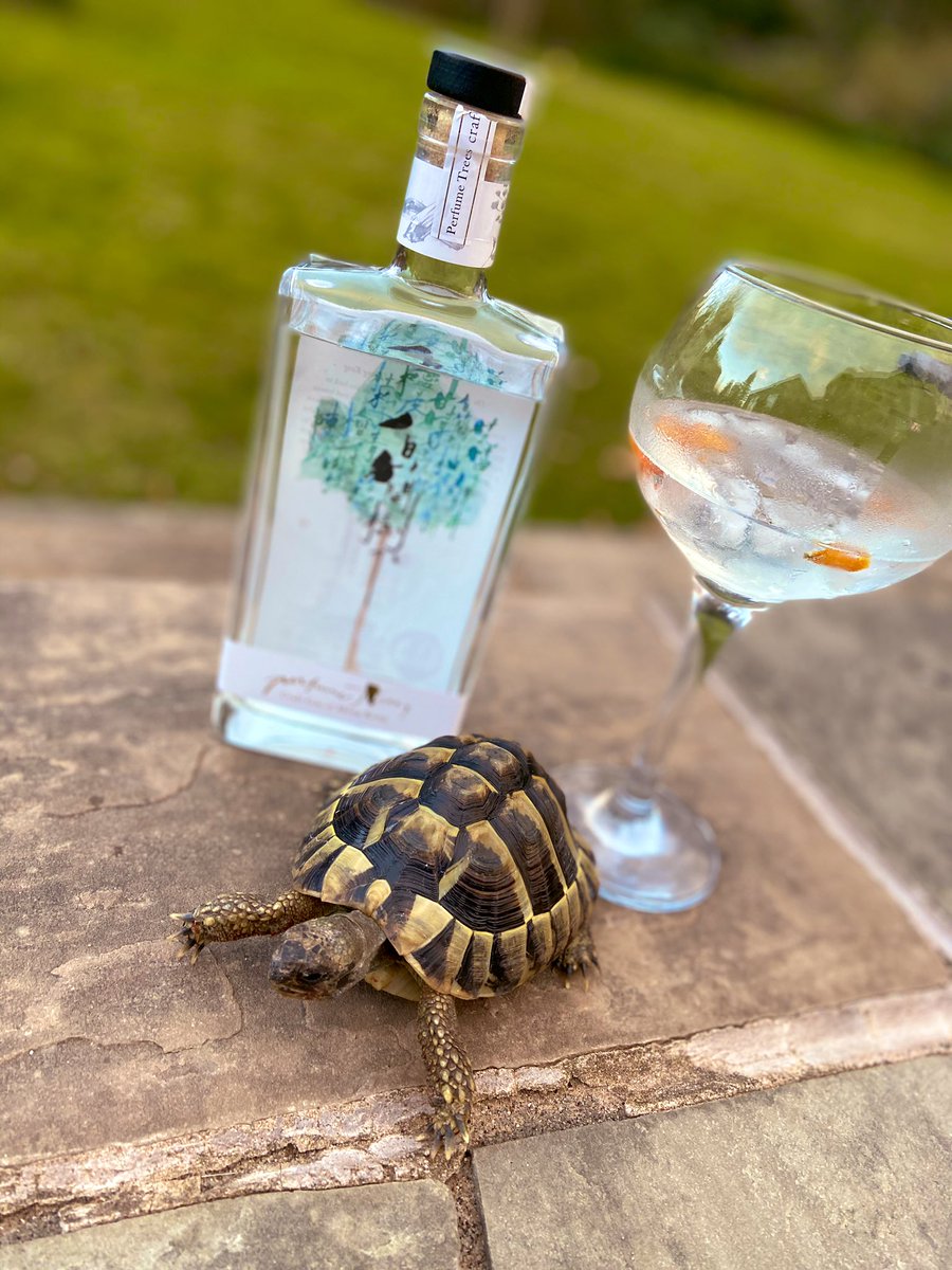 emilyg1981's tweet photo. @craftginclub #ginstagram #selfisolation #tipsytortoise https://t.co/zmoEmSD8K6