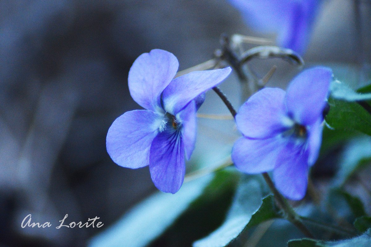 CoraxTraveller's tweet photo. Viola sp.

Foto de Ana Lorite. https://t.co/j56GdCRoZb