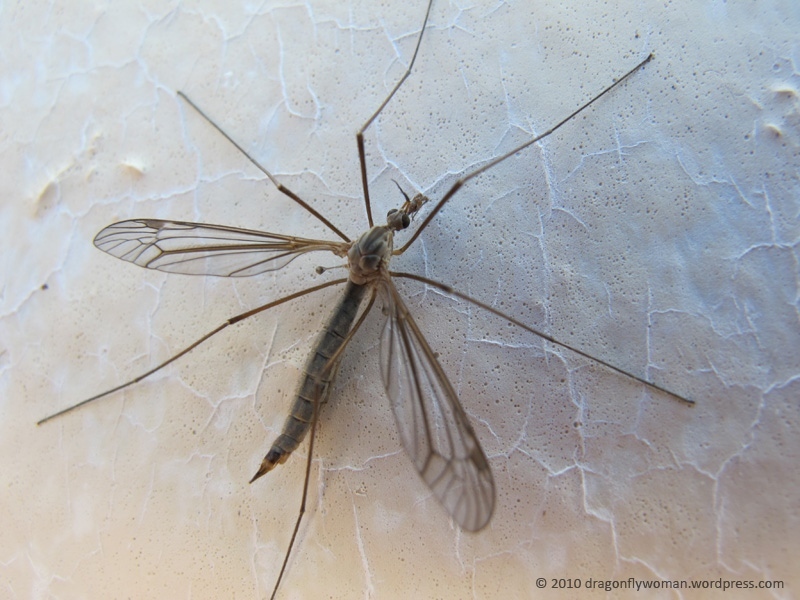 WalterReeves's tweet image. Allen H. says "these buggers have shown up by the billions" near his lawn. They look like a giant mosquito...but they are harmless. walterreeves.com/gardening-q-an…