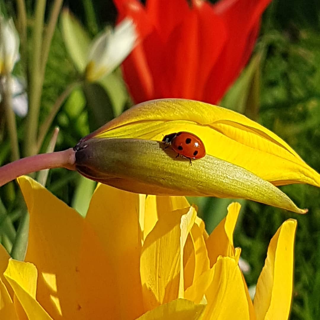 Lieveheersbeestje geniet van voorjaar op #biologische #tulp 

#tulipasylvestris #naturalbulbs