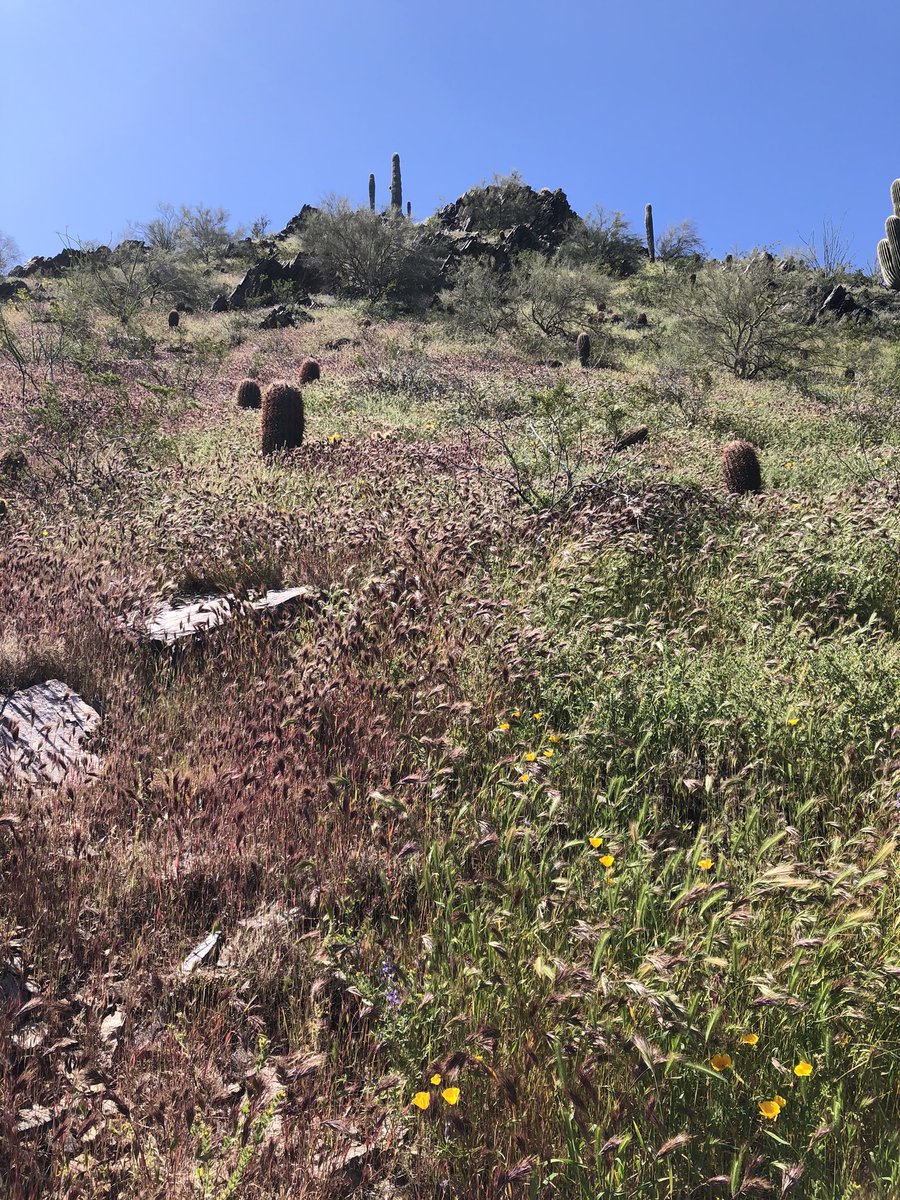BusinessLawGuy's tweet image. Day whatever of #quarantine with my fun and crazy family. Solo hike today. Beautiful day! #AzSpring #AzMountains