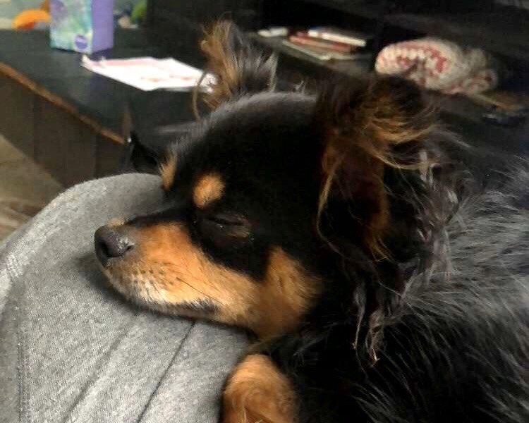 kuradio's tweet photo. We caught a #radioforpets fan taking a nap in between shows. Our very own Kiley Barth sent in her little angel Foles from Phoenixville! Make sure someone wakes him up soon to keep listening to #kuradio! https://t.co/26UnxuDjA8