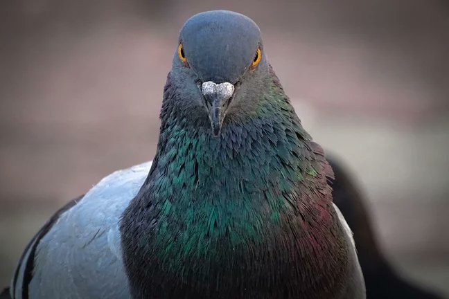 is it just me or does benedict cumberbatch look like a pigeon?