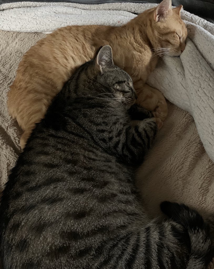 SedX876's tweet image. I need to learn how to reach this level of relaxation. Whiskey and Tater are living the life. #codingcats #flatironschool