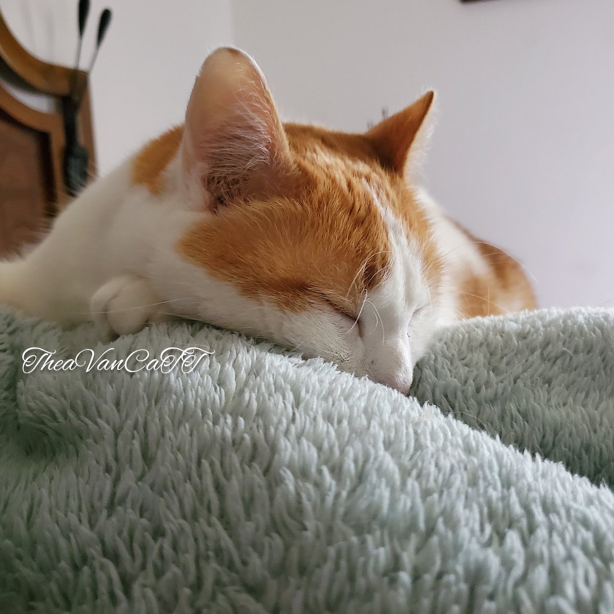THEA_VanCat's tweet photo. ♡ my bestfriend is finally home from a LONG week at work ♡
#CatsOfTwitter #cats #TheaVanCaTT #sleepykitty #nevergettingoutofbed #sleepingin #relax #Caturday #CuteCats #cuteanimals #happykitty https://t.co/oCnQK95jYN