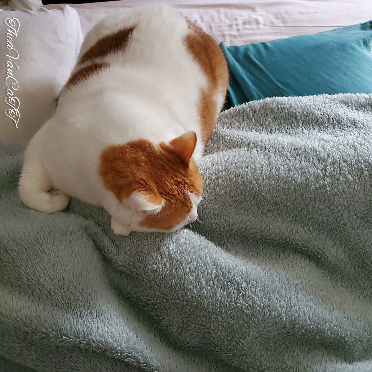 THEA_VanCat's tweet photo. ♡ my bestfriend is finally home from a LONG week at work ♡
#CatsOfTwitter #cats #TheaVanCaTT #sleepykitty #nevergettingoutofbed #sleepingin #relax #Caturday #CuteCats #cuteanimals #happykitty https://t.co/oCnQK95jYN