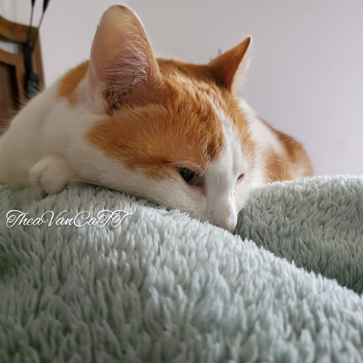 THEA_VanCat's tweet photo. ♡ my bestfriend is finally home from a LONG week at work ♡
#CatsOfTwitter #cats #TheaVanCaTT #sleepykitty #nevergettingoutofbed #sleepingin #relax #Caturday #CuteCats #cuteanimals #happykitty https://t.co/oCnQK95jYN