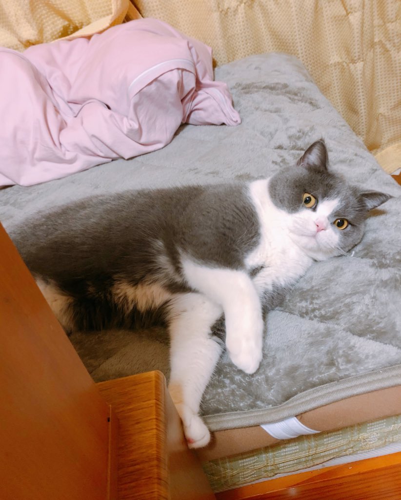 天才アイドルキャットの自覚がある猫さんの 胸毛撫でられ待ち状態 あるあるな行動がかわいい 脳内再生できました Togetter 天才アイドルキャットの自覚がある猫さんの 胸毛撫でられ待ち状態 あるあるな行動がかわいい 脳内再生できました Togetter