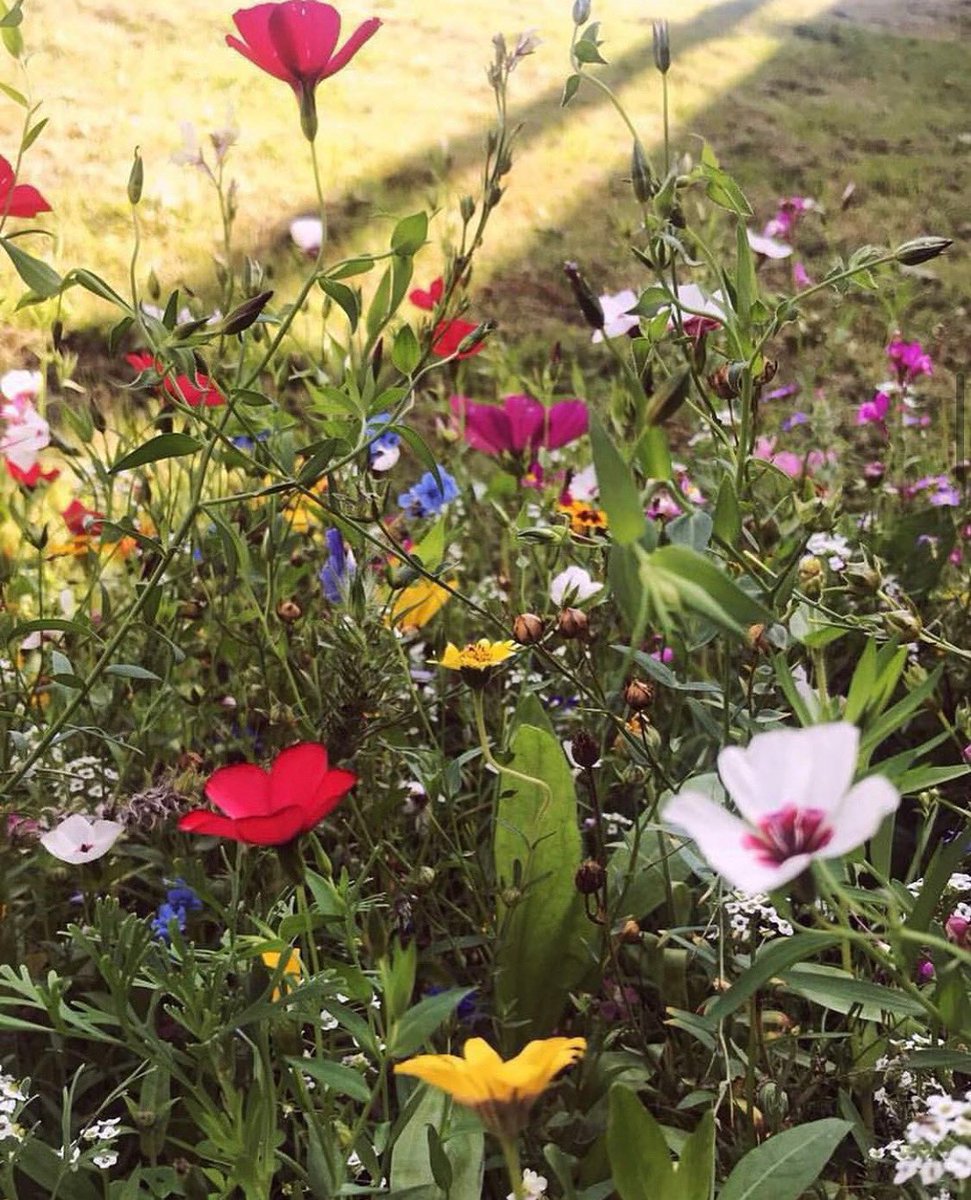 LamyaAlShaya's tweet photo. where wildflowers bloom🌱 #wildflower #art #embroidery https://t.co/gtcgaU9qqL