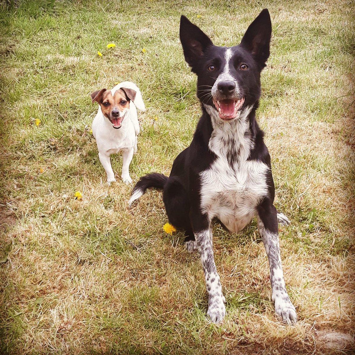 JimFairbro's tweet photo. #happydogs #gooddog #jetandflash #lovedogs #bordercollie #jackrussell https://t.co/NvMdl8tBCo