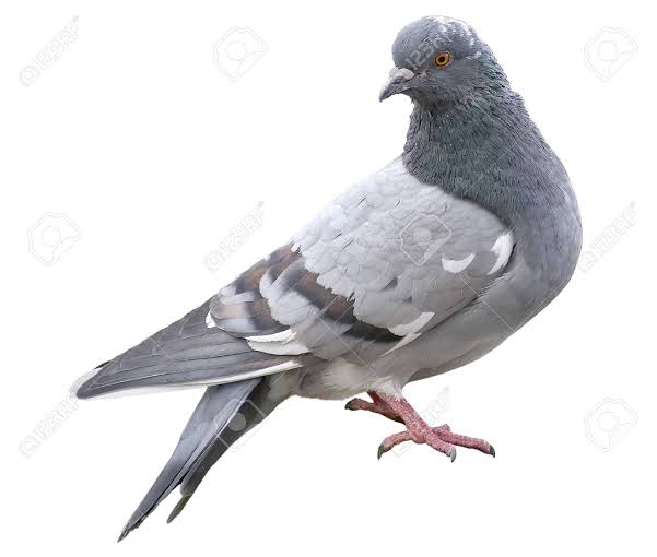 if I disappear, remember the pigeons took me