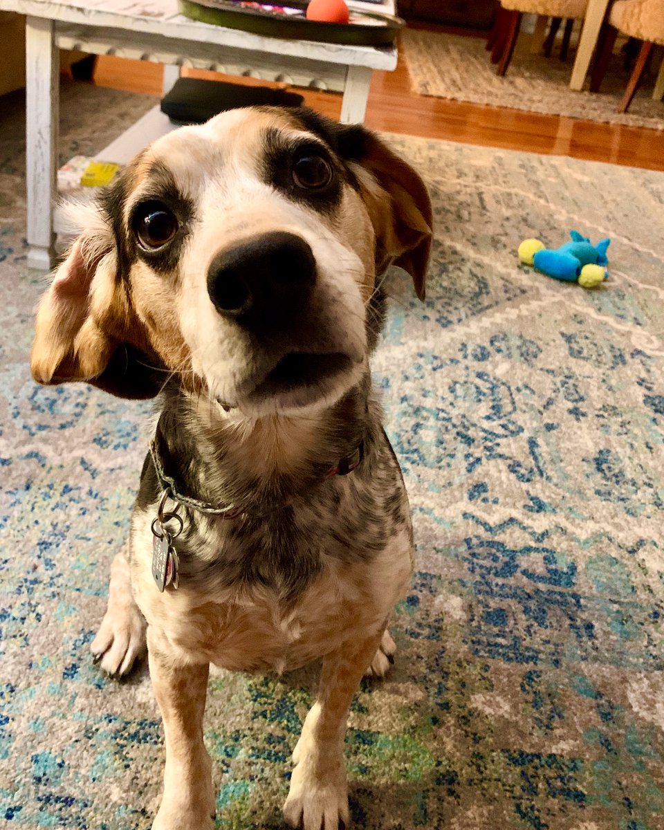 petguardinc's tweet photo. Your pet deserves only the best. So, make sure you're feeding them the best. Give one of our organic wet dog food formulas a try -- we know they'll love it. 

Pick some up today on https://t.co/oYsRdDLim7! 

#PetGuard #PetGuardians #wetfood #natural #wellness #goodboy #ilovemydog https://t.co/NjzEBjuczG