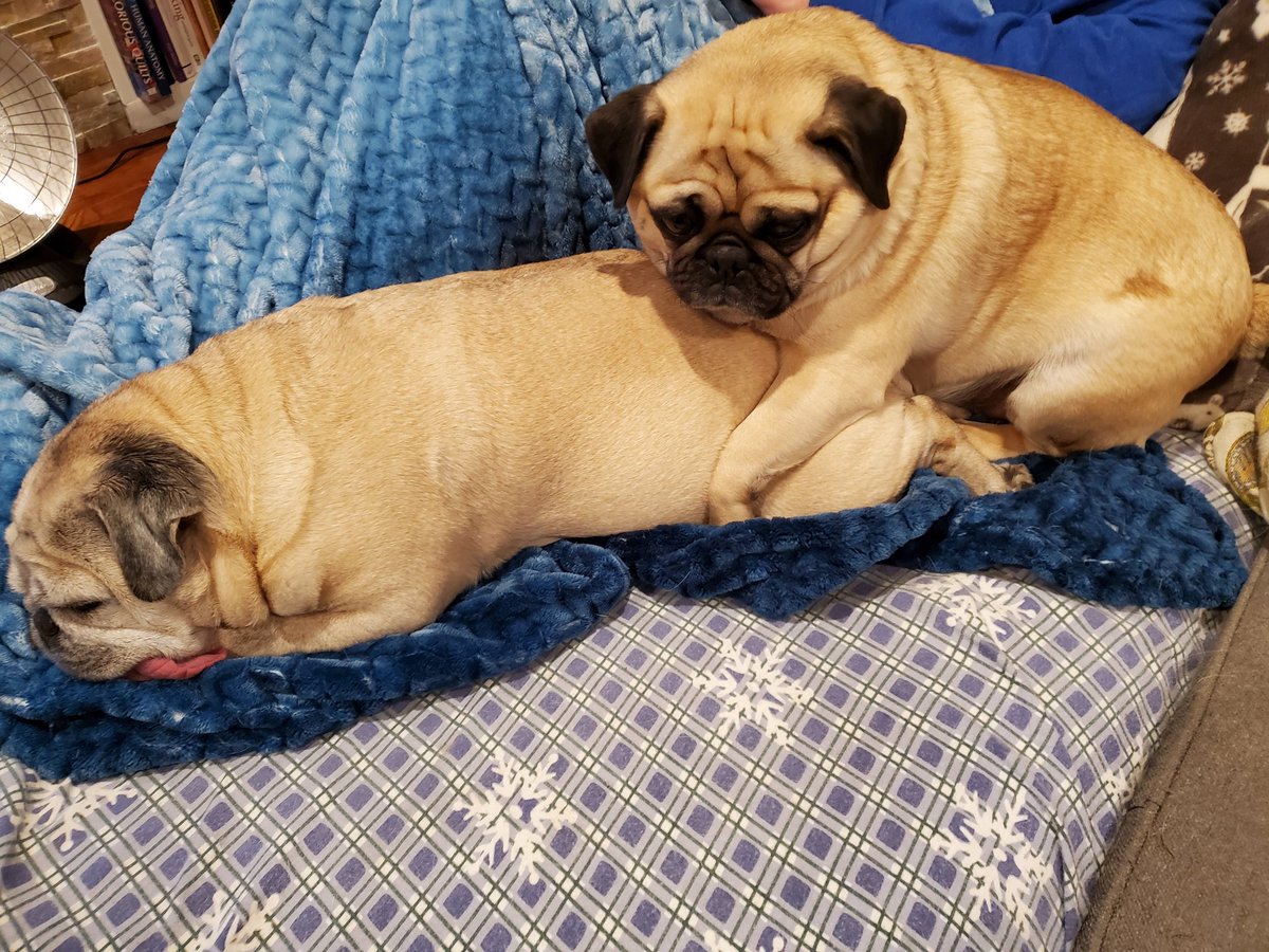 KKoalaM's tweet photo. It's not what it looks like #nothumpday #pugpile #cuddlepug https://t.co/XO62VjPddO