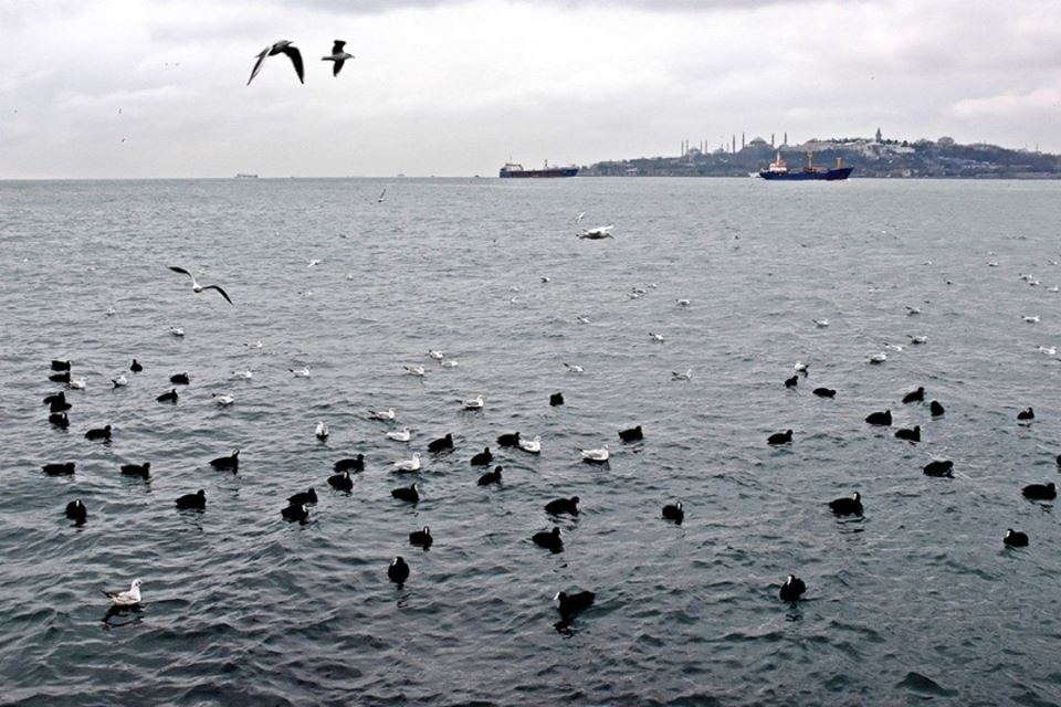 ssaltunbas's tweet photo. #Istanbul'un her yıl bir süreliğine misafir ettiği kuşlardan #Sutavuğu'gillerin bir üyesi olan #Meke'ler #Kızkulesi açıklarında #Martı'larla toplantı halinde..
.
#IstanbulKuşları #BirdsOfIstanbul #meke #karameke #coot #gull #seagull #ssaphotos https://t.co/Tfbqc7Ijjp