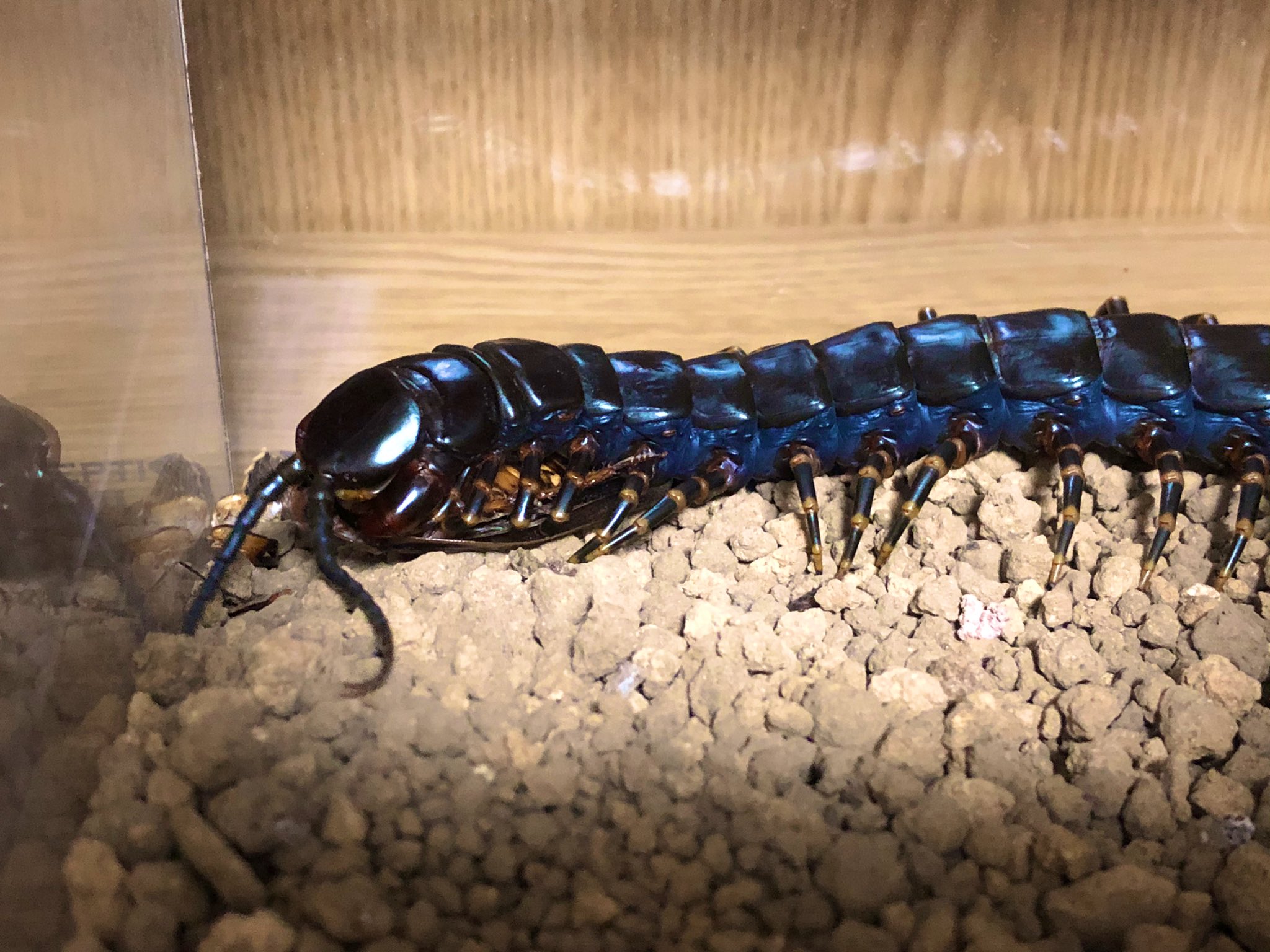 マッサン Gdgowezax2j8rlb ベネズエラジャイアントブラックセンチピードなどと呼ばれています 世界最大級の種類の黒化個体です Twitter