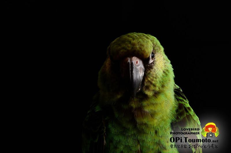 OPi.Toumoto📷🐦 tweet media