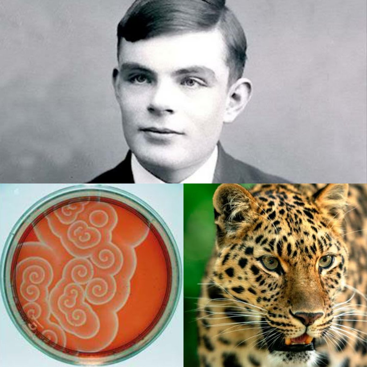  #CBG_ThreadWhat connects Alan Turing - the father of computing with surreal patterns in chemical reactions and with leopard's spots? 1/n