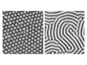 Morphogenesis in simpler terms talks about how shapes/patterns emerge. It applies to chemistry as well as biology. He described equations that showed how two opposing chemical agents, activator and inhibitor, created waves of visible patterns 4/n