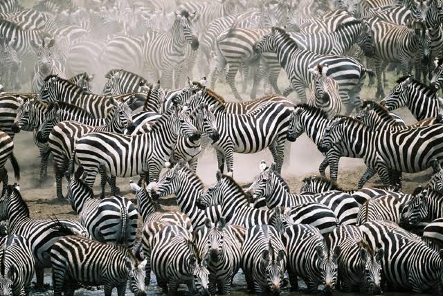 In 1980s scientists Meinhardt and James Murray were able to show that Turing’s theory explains how animals get patterns on their skins. From zebras to giraffes to leopards.6/n