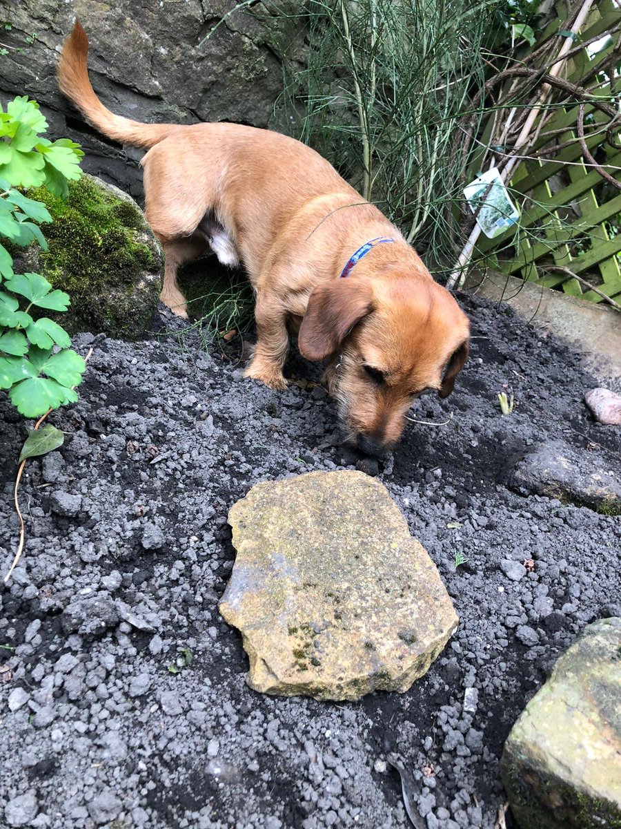 DachshundYoshi's tweet photo. Discovering new things in my hideaway garden up north. What is this? It ain’t moving. #covid19UK #dogsofisolation https://t.co/DnMNKrvRSQ