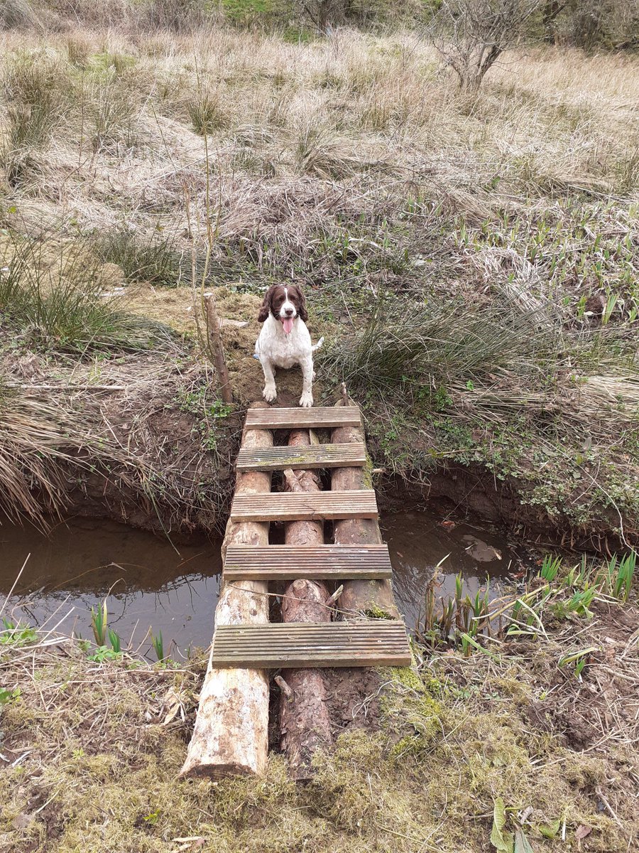 dizzyburt's tweet photo. Rivers...for so long mankinds nemesis. Friend only to the ferry man and his profiteering ilk

No longer.

I, with nothing more than wood and fasteners (and a #spaniel) have created a revolutionary river crossing device. It shall henceforth be known as a plankacross. https://t.co/pyBEctlTOG