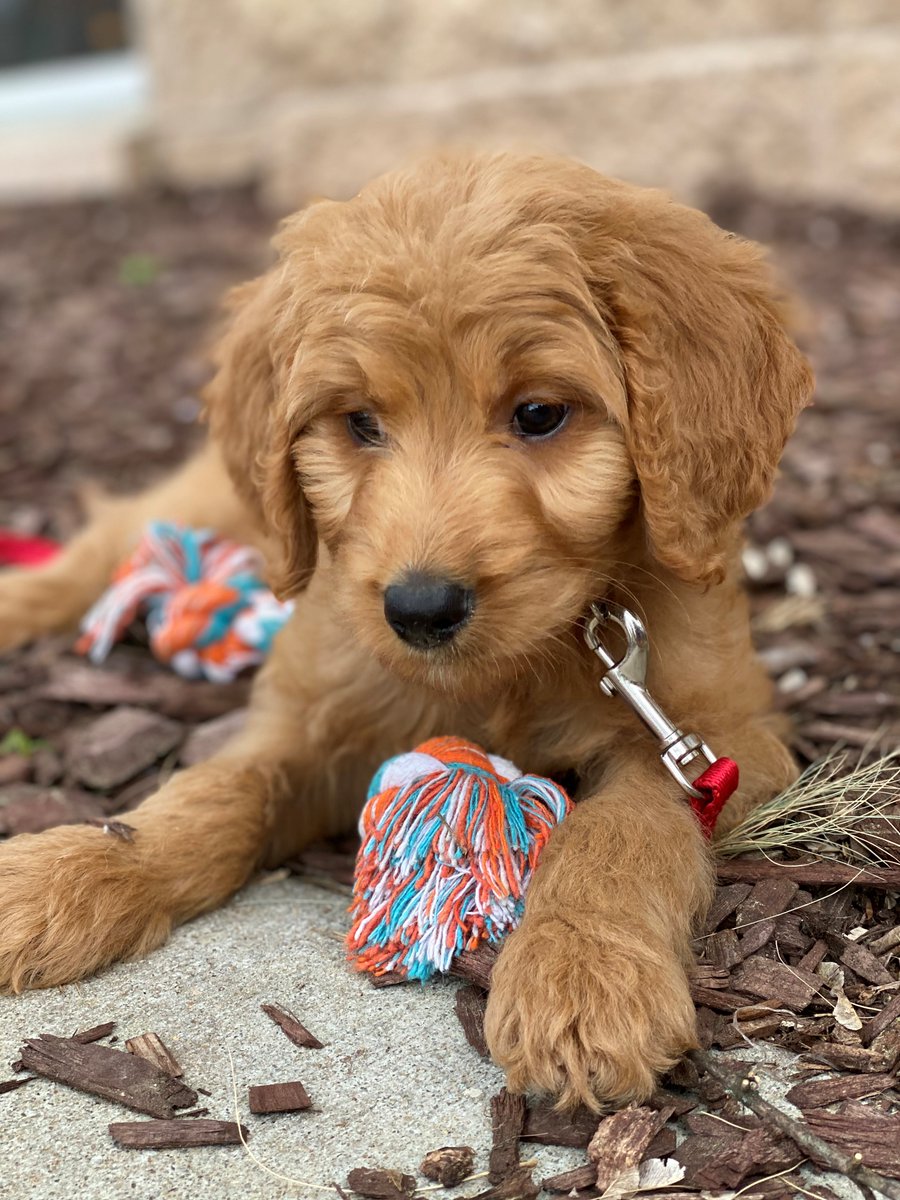 TrinityCommonNC's tweet photo. Could we say cuteness overload on a Sunday? YESSS! Welcome to the #trinitycommons family Otto! We loved your energetic presence and can't wait for more puppy love!🐶🐾💚😍
Drop some 💘 to show Otto some puppy love!
.
.
.
#thisisnwrliving #luxurylifestyle #luxuryapartments https://t.co/smUOCCE61h