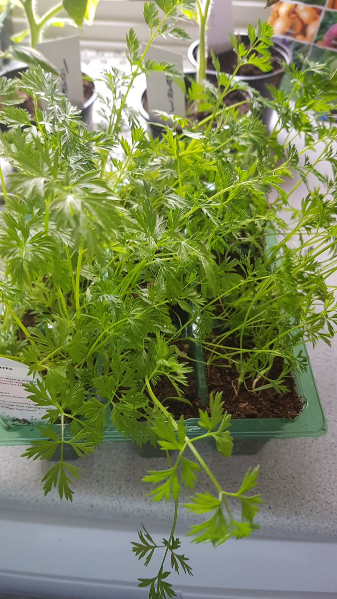 LisaParis12's tweet photo. Spent all day in the garden so far ..
#gardening
#outdoors 
#greenfingers
#plantingseeds
#onions #Potatoes #tomatoes
#carrots #lettice #spinich #chives beetroot https://t.co/v5vepCcaZ4