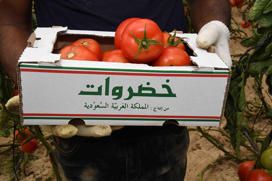 SPAregions's tweet photo. واحة #الأحساء .. سلة غذائية تلبي احتياجات المستهلكين. 
https://t.co/dugAovlhVs 
#واس_عام https://t.co/o1NC36FB4j