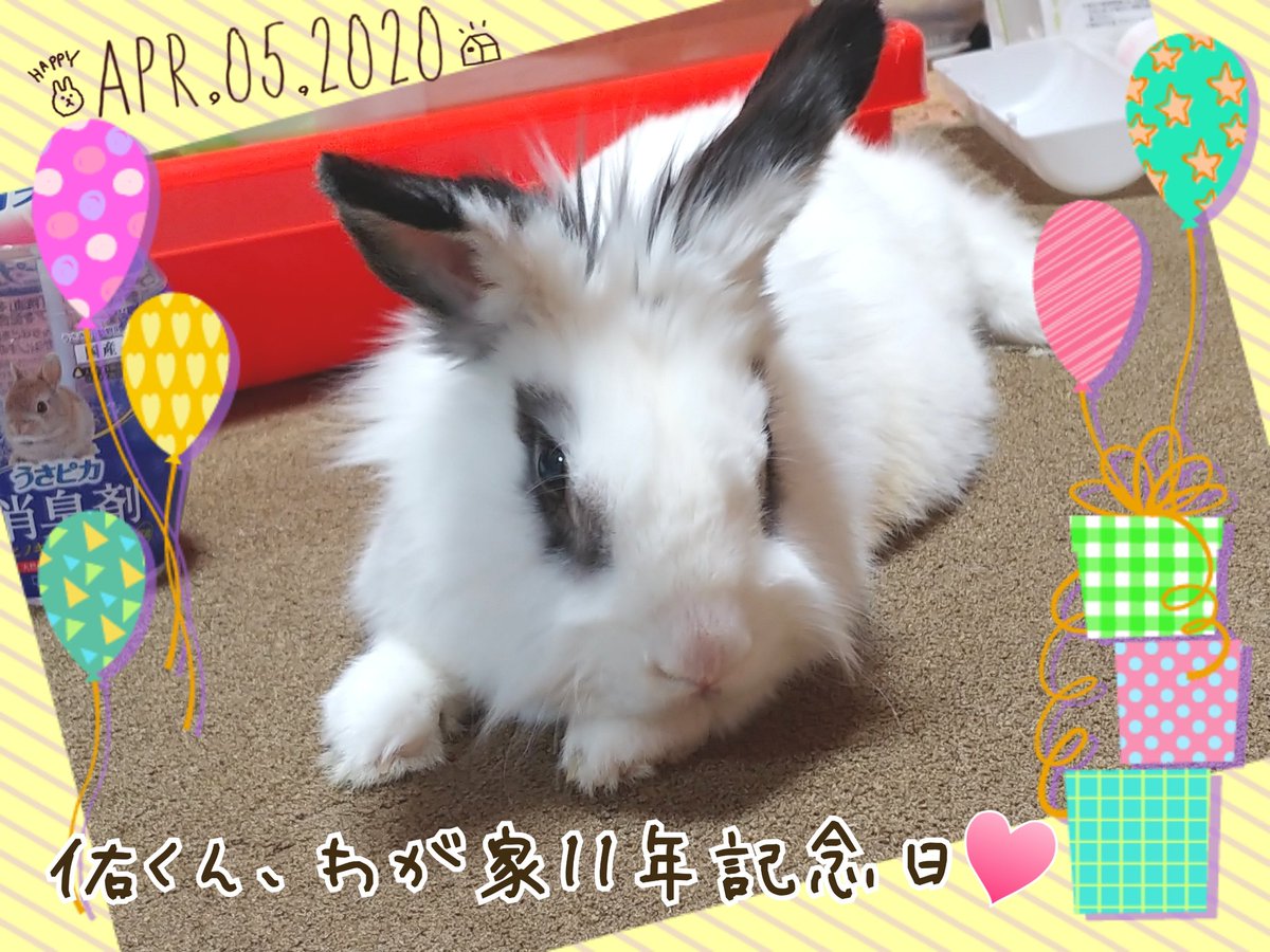 今日は、愛うさ佑くんが家族になって11年の記念日です✨
11年前の今日、わが家に来た時は
ちっちゃな子うさぎだったのになぁ…。長いようで、あっという間です。
11歳、衰え知らずで元気いっぱい！
佑くん、毎年お祝いさせてくれて、ありがとう💓これからも、ずっとよろしくね！
#うさぎのいる暮らし