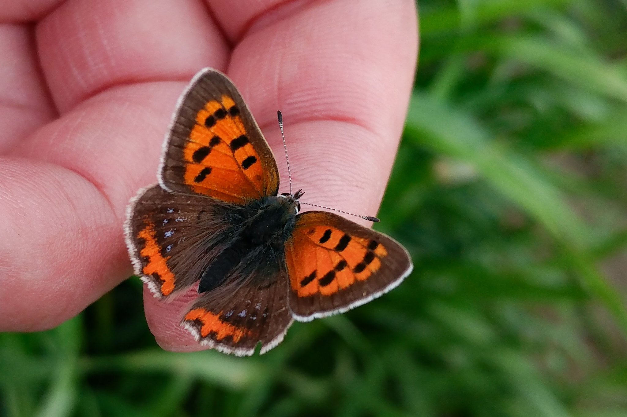 ヨロズナ 萬名 游鯏 No Twitter ベニシジミ ちょうど今朝見かけたので指に乗ってもらって眺めていた 綺麗でちっちゃくて可愛い 手乗り昆虫 手乗り虫 ベニシジミ シジミチョウ 蝶 Butterfly 昆虫 虫 Insect Bug