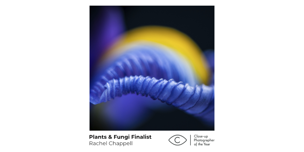 CUPOTYawards's tweet photo. ‘These flowers are a natural demonstration of contrast in the colour wheel with the blue and yellow parts making each colour appear more vibrant.’

Top 💯— CUPOTY 01

📸 Rachel Chappell | Iris Waves

🏅 Plants &amp; Fungi Finalist

Read on: https://t.co/fSS8LWFZpP
#flowerphotography https://t.co/vtvDITtaKJ