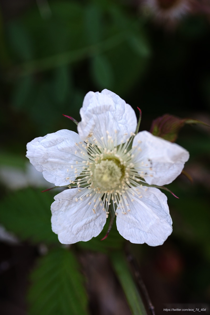 へび いちご 花 言葉 写真最高の壁紙