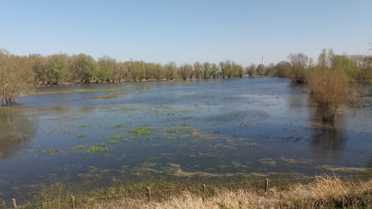 Goed toeven voor de nestelenden grauwe ganzen in #beuningen #uiterwaarden. Een beetje water beschermd ze tegen opdringerig publiek en vosjes.