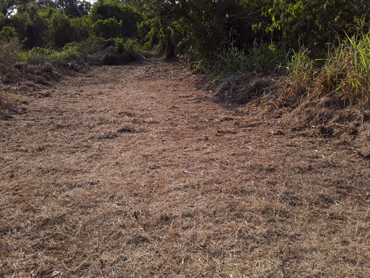 CONAPgt's tweet photo. Con apoyo de #WCS, Asociación #Balam, propietario de fincas Las Victorias y Nuevo Amanecer y cuadrilla de #Seconred.

#YoPrevengoIncendiosForestales #SinIncendiosForestales
#IncendiosForestales
#CuidemosLaVida
#TIF20192020  2/2 https://t.co/yARLH3PgvL