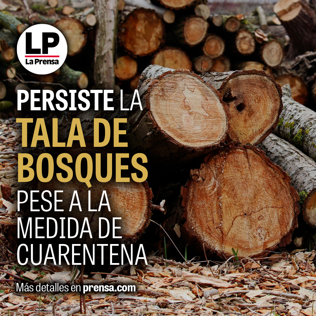 prensacom's tweet photo. Residentes de la Comarca Emberá-Wounaan denunciaron que a pesar de la #cuarentena decretada por el gobierno debido a la pandemia del #Covid-19, se sigue #talando árboles y extrayendo #madera de ese sector, sin que las autoridades detengan esta actividad. https://t.co/YKl2ef60b9 https://t.co/SXMLpU0BOU
