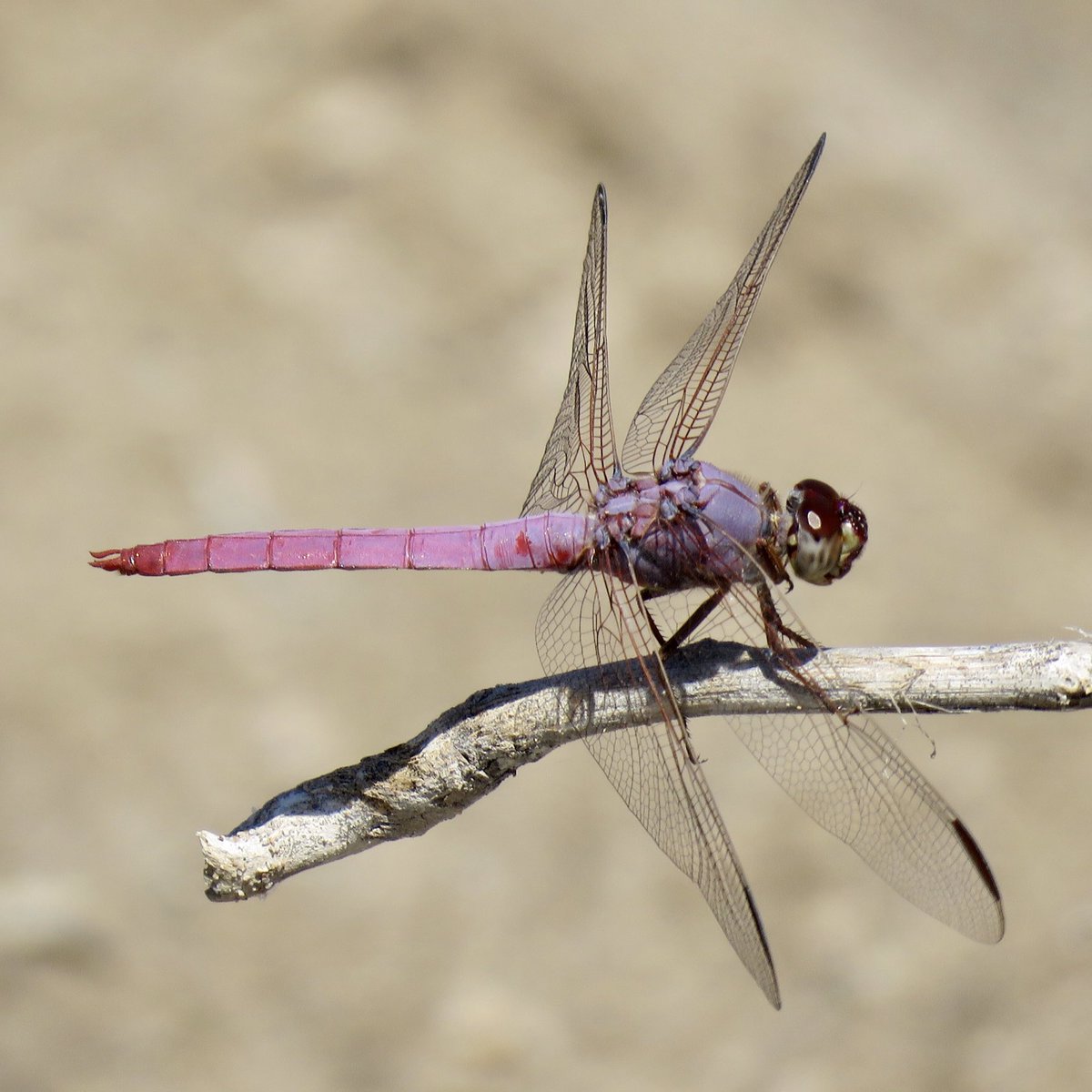 A pair of roseate skimmer (Orthemis ferruginea) dragonflies along the effluent-dependent Santa Cruz River at Cushing Street yesterday  #Tucson