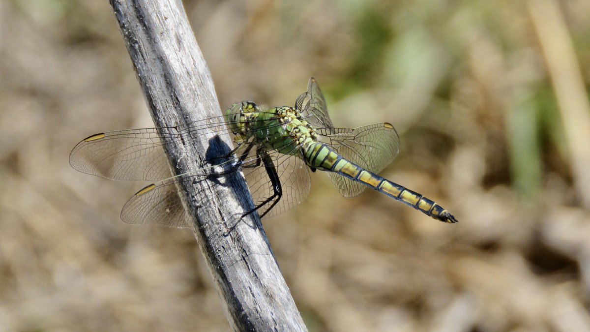 It’s getting to be prime dragonfly and damselfly season along the Santa Cruz River— you can see them and practice social distancing in Tucson!