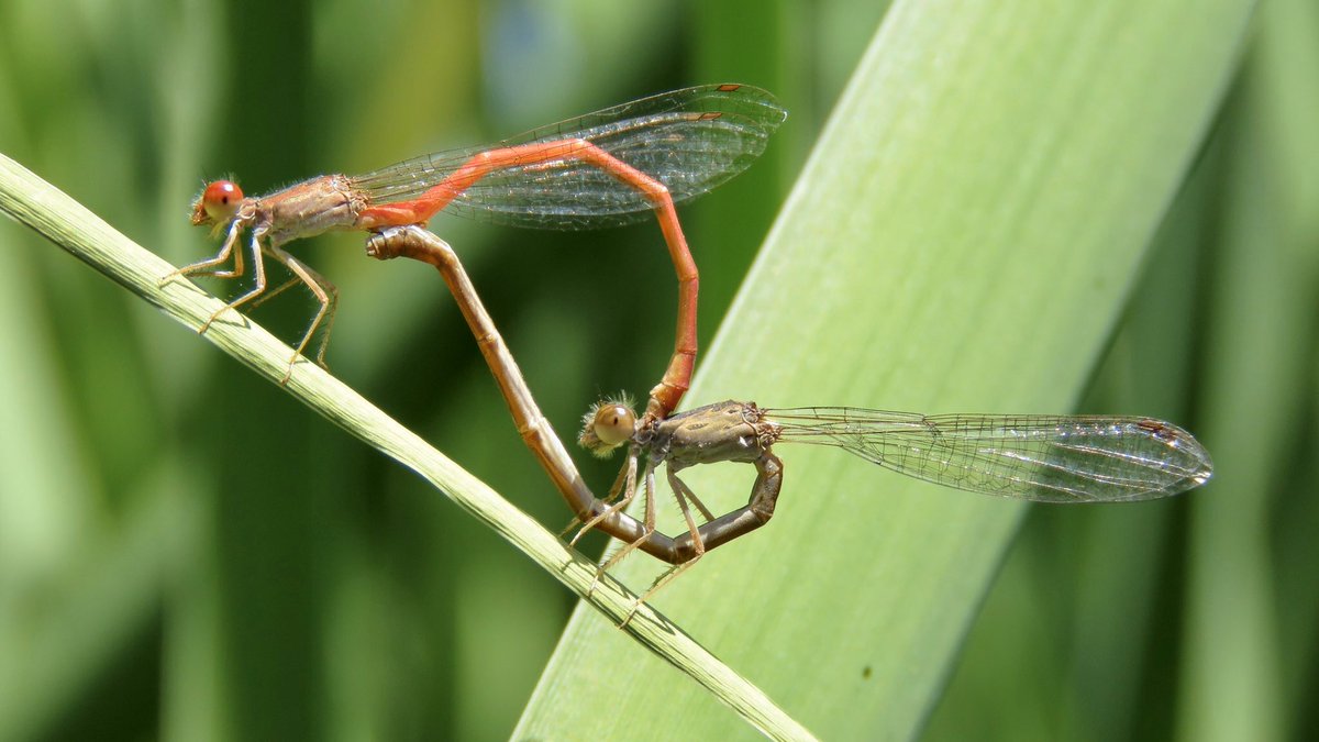 It’s getting to be prime dragonfly and damselfly season along the Santa Cruz River— you can see them and practice social distancing in Tucson!