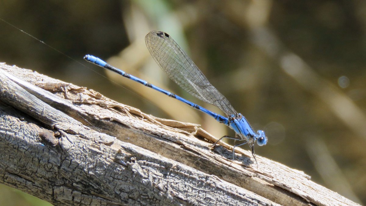 It’s getting to be prime dragonfly and damselfly season along the Santa Cruz River— you can see them and practice social distancing in Tucson!