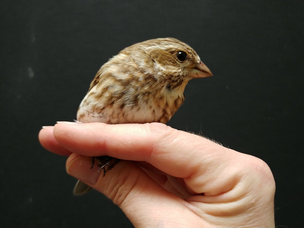 SafeWingsOtt's tweet image. Please note that we continue to be available to help injured birds like this Purple Finch, rescued by a homeowner following a #windowcollision yesterday. She's feeling better after oxygen therapy &amp;amp; meds, but needs more time to recover from her concussion &amp;amp; other injuries.